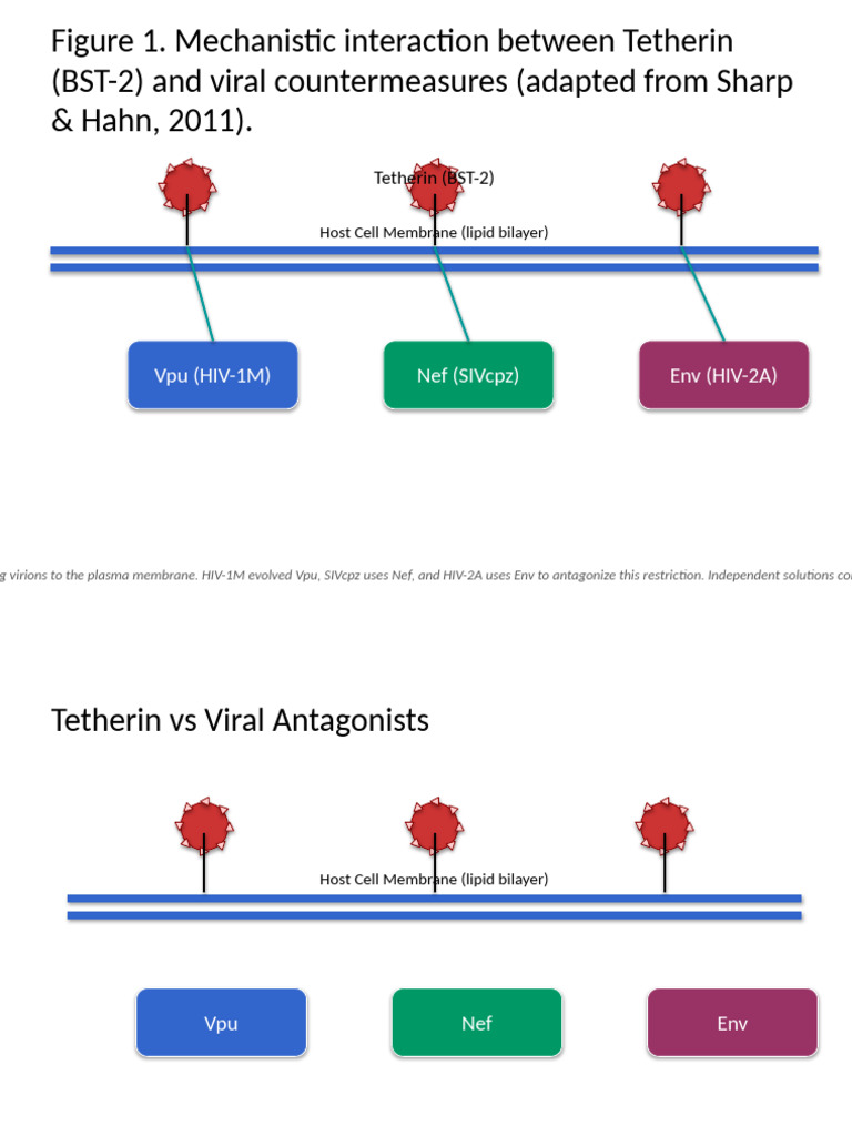 Tetherin and HIV Viral Interactions | PDF | Hiv | Animal Diseases