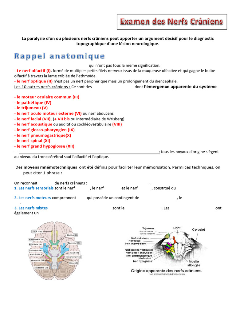 Nerfs crâniens : anatomie et diagnostic | PDF | Nerf | Tête et cou chez ...