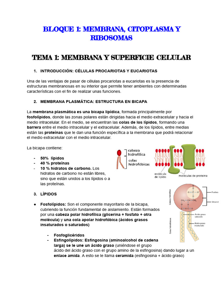Estructura y Funciones de la Membrana Celular | PDF | Membrana celular ...
