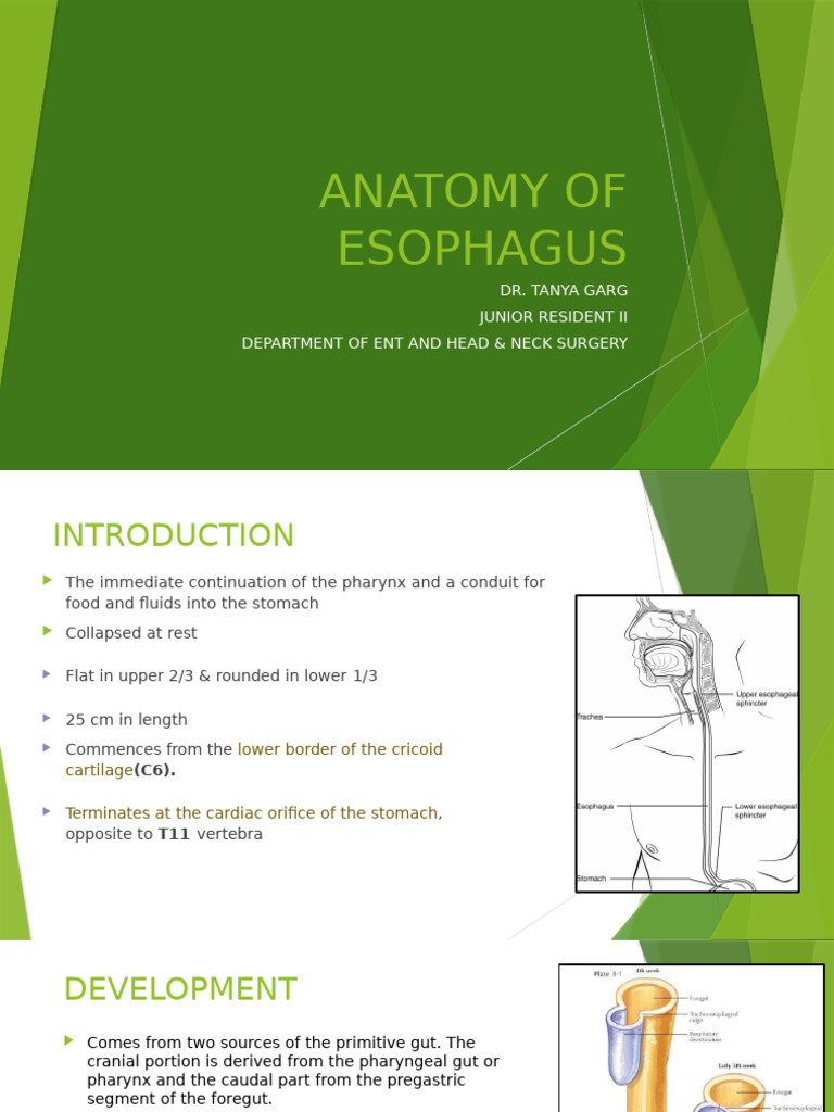 Esophagus Anatomy and Physiology Overview | PDF | Esophagus | Stomach