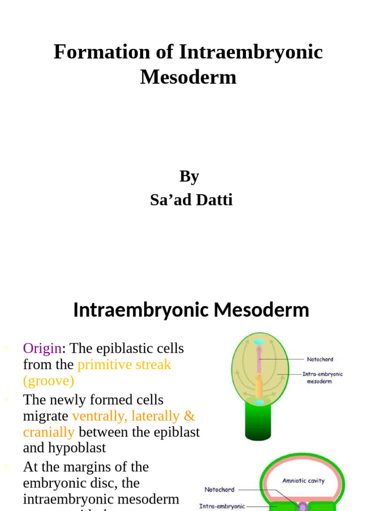 Intraembryonic Mesoderm Formation | PDF | Morphology (Biology ...
