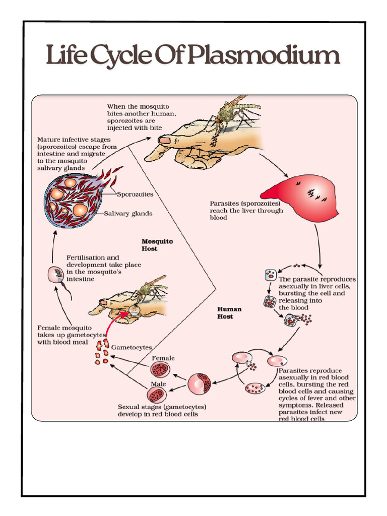 Life Cycle of Plasmodium - 20251016 - 105440 - 0000 | PDF
