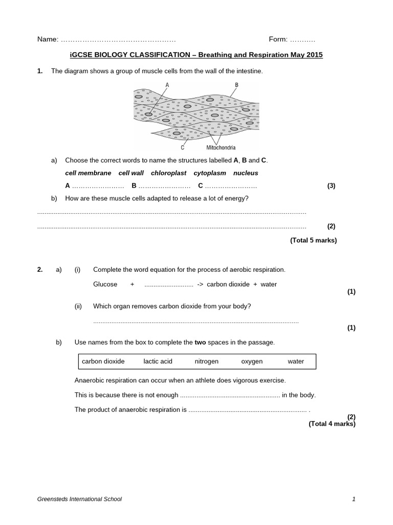 iGCSE Biology: Breathing & Respiration | PDF | Cellular Respiration ...
