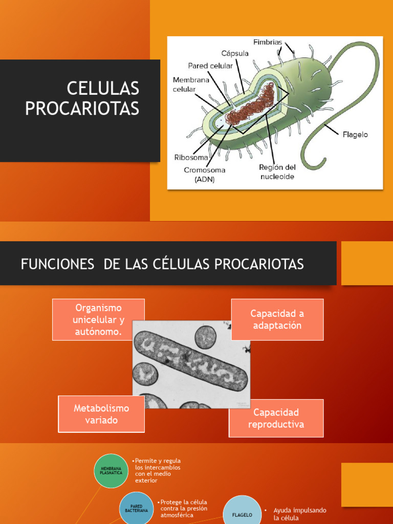 Comparativa de Células Procariotas y Eucariotas | PDF | Biología ...