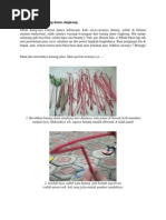 Download wayangbysmpn1beberSN94622959 doc pdf