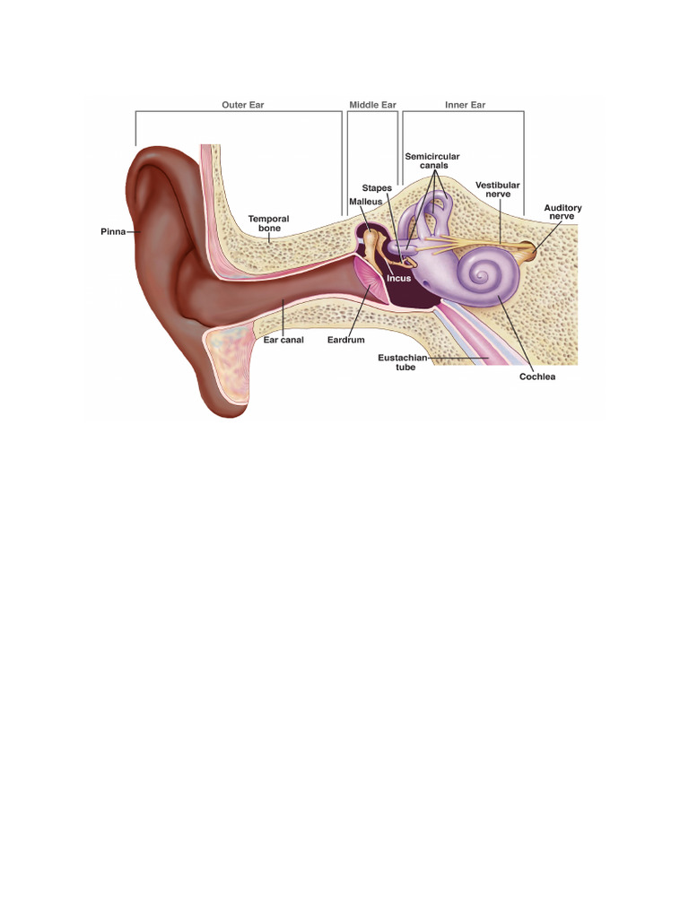 Structure of The Ear | PDF