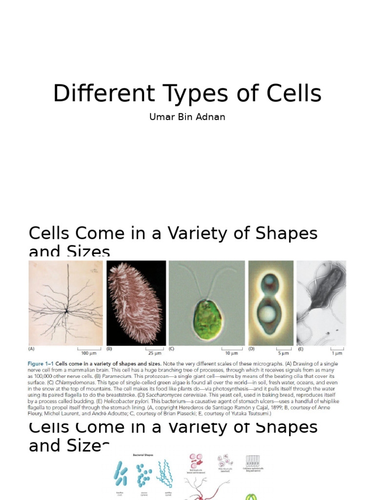 Types and Characteristics of Cells | PDF | Cell (Biology) | Eukaryotes