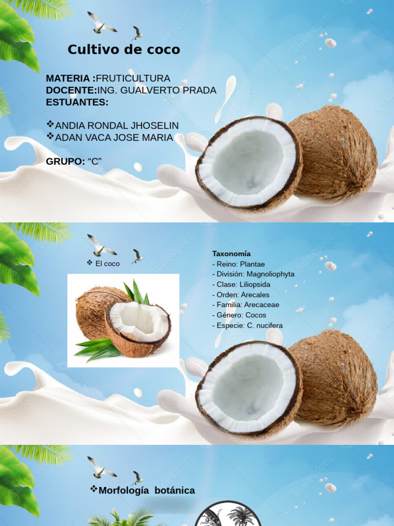 Cultivo y Beneficios del Coco | PDF