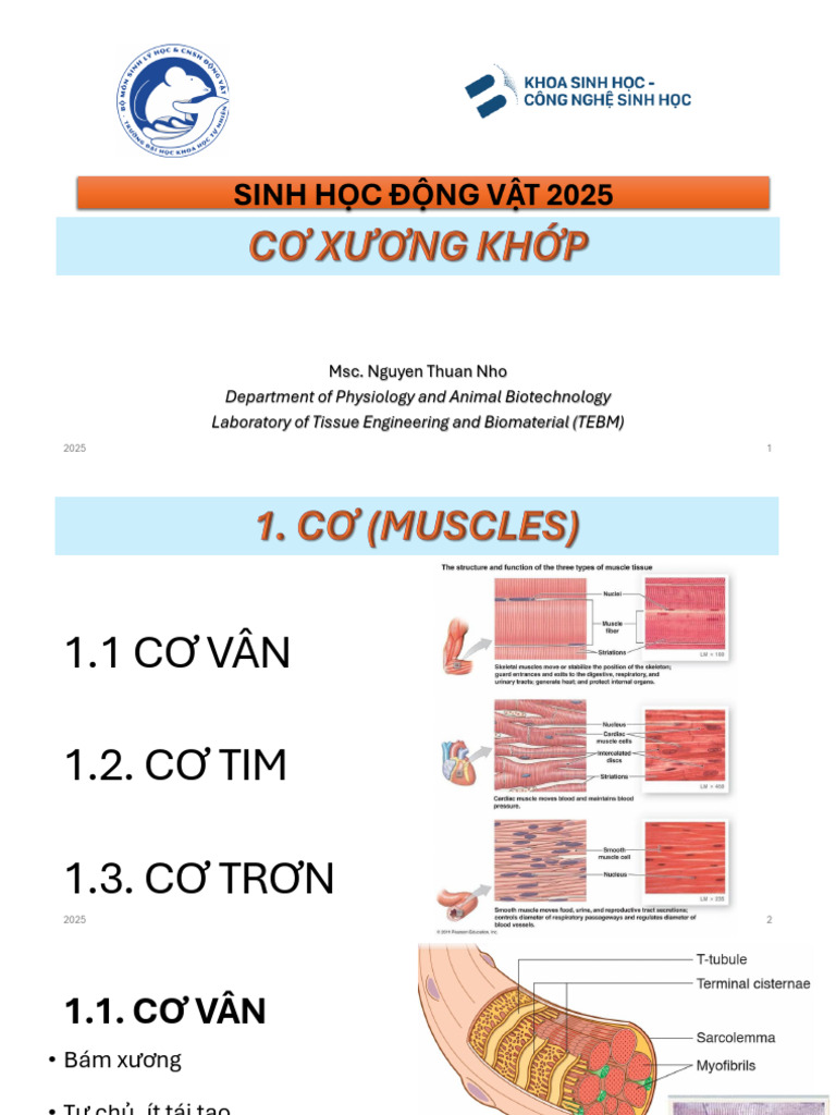 (SHSV 2025) Cơ Xương KH P SV | PDF