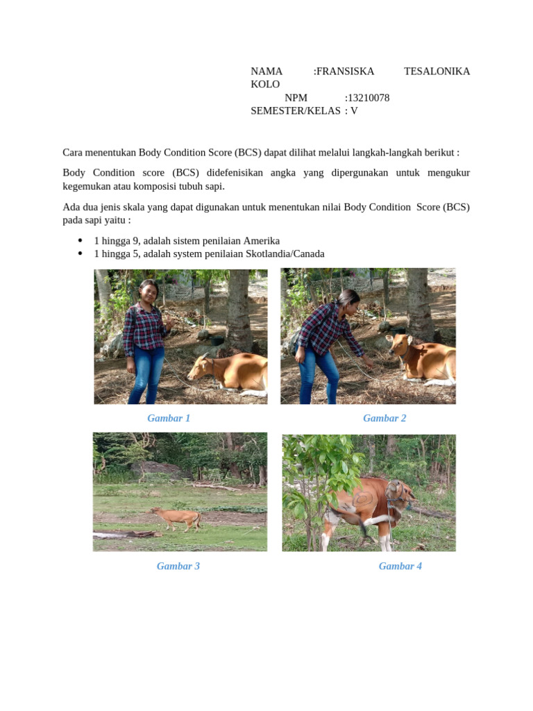 Bcs Sapi Tekkoooo | PDF