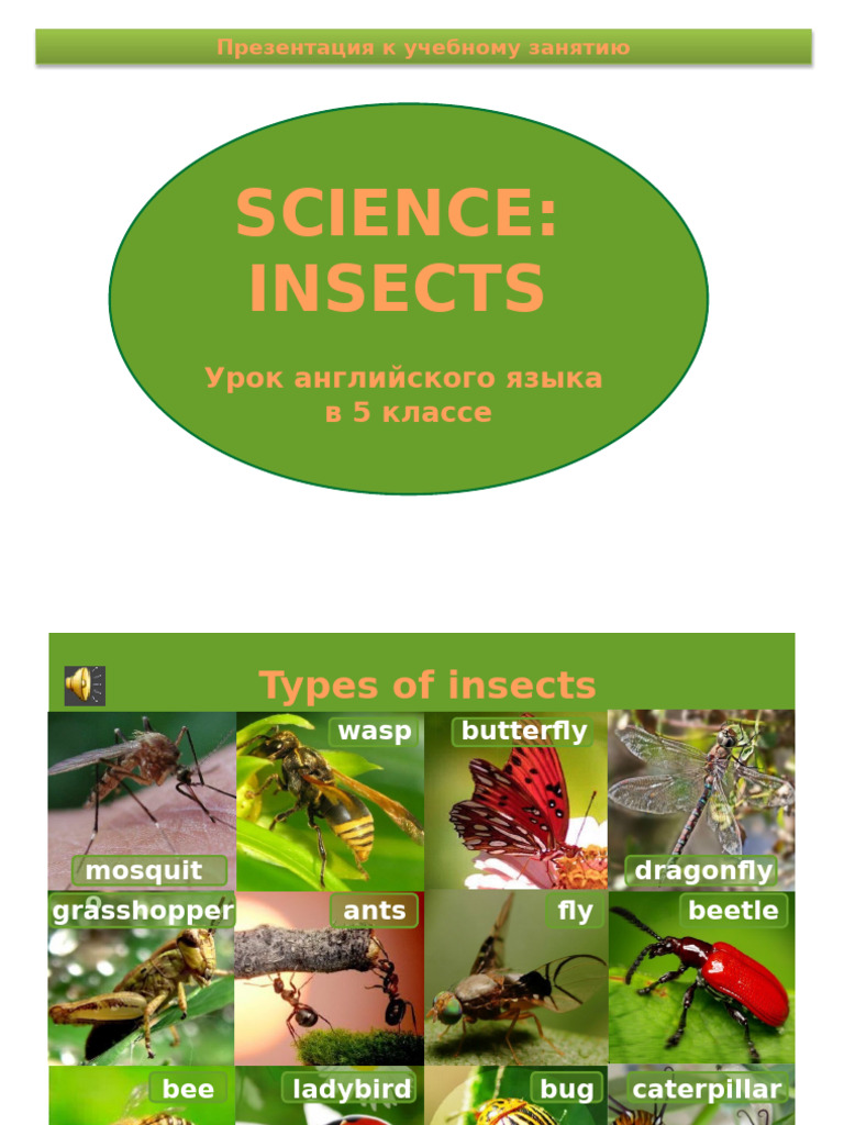 Insect Types and Classroom Activities | PDF | Insects | Butterfly
