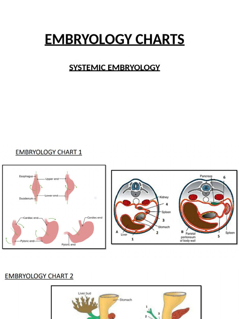 Embryology Charts on Congenital Anomalies | PDF | Congenital Heart ...