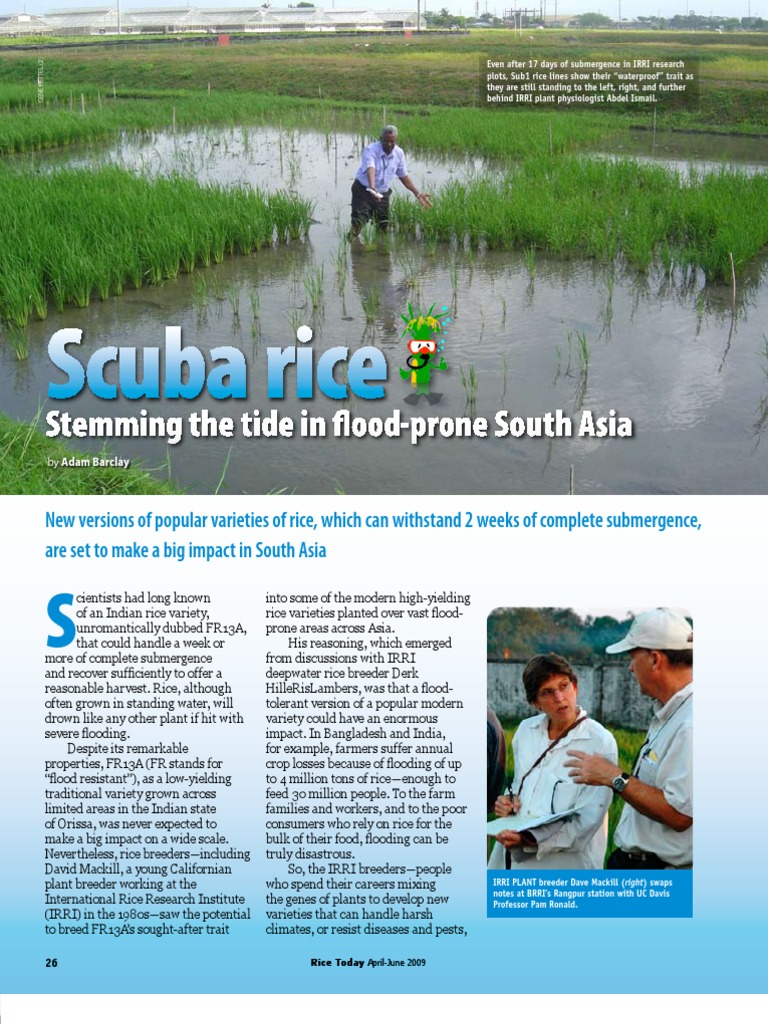 Advancements in Sub1 Flood-Tolerant Rice | PDF | Rice | Plant Breeding