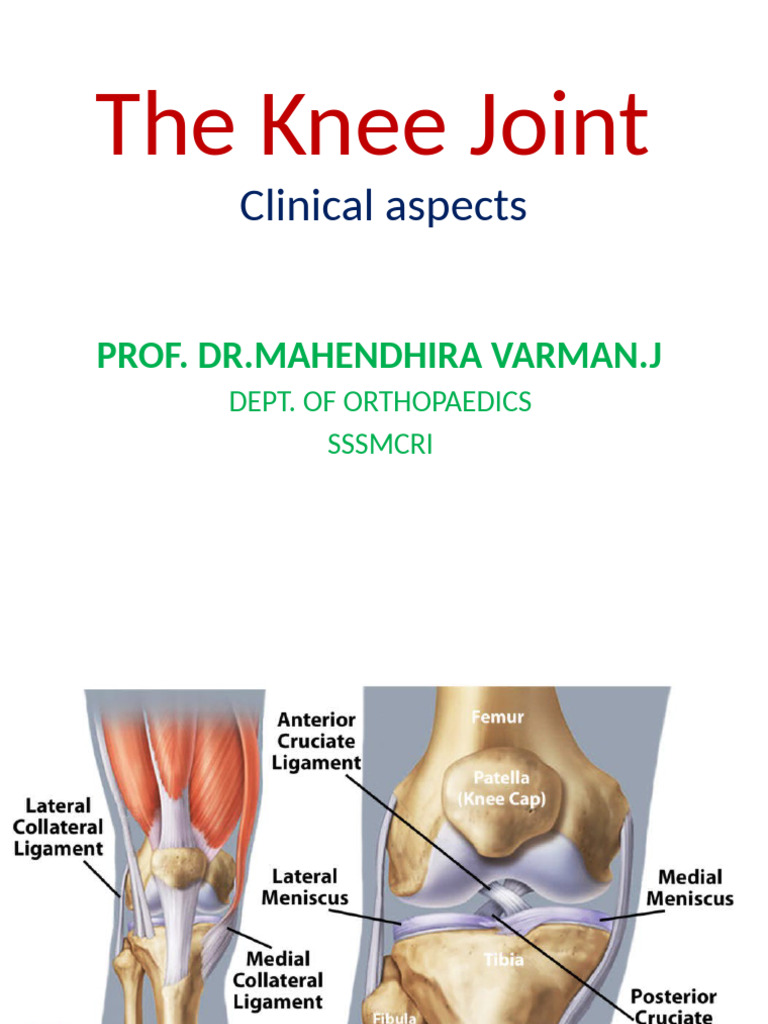 The Knee Joint PPT | PDF | Knee | Musculoskeletal System