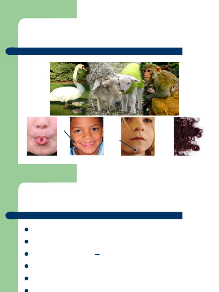 Understanding Genetic Inheritance Patterns | PDF | Dominance (Genetics ...