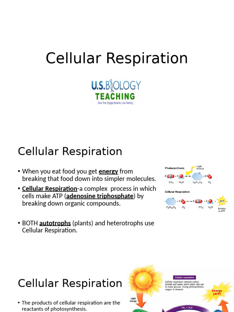 Understanding Cellular Respiration Process | PDF | Cellular Respiration ...