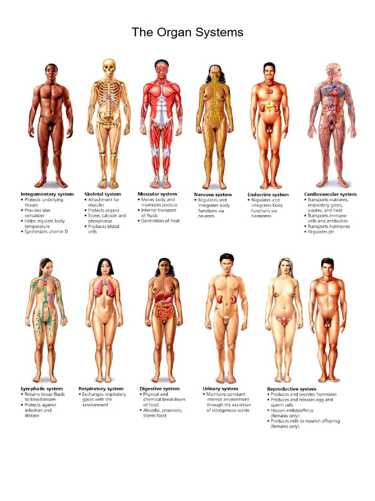 The Organ Systems - Diagram | PDF