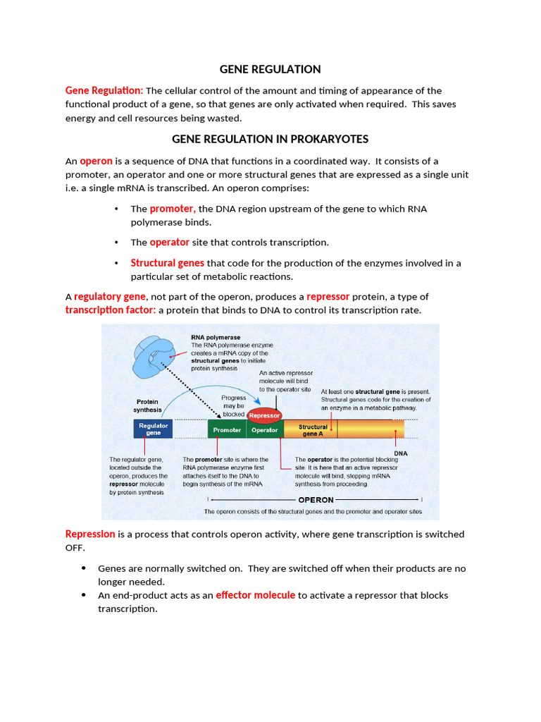 GENE REGULATION TRP Repression - Summary Sheet | PDF