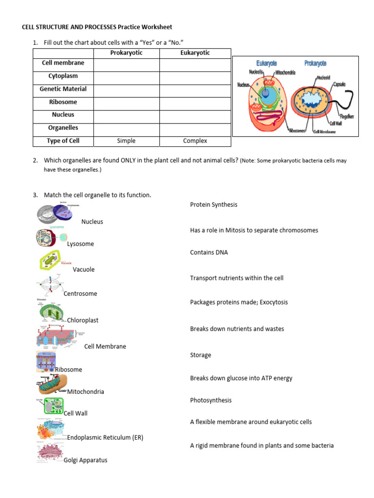 Cell Structure Quiz | PDF | Cell (Biology) | Organelle