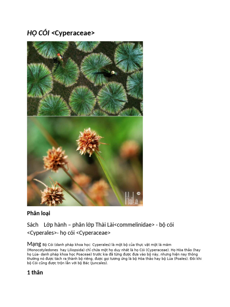HỌ CÓI 1 | PDF