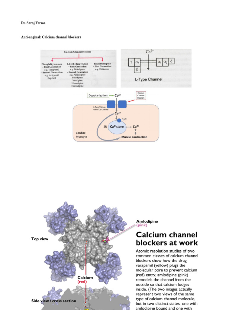 Calcium Channel Blockers Overview | PDF | Heart | Cardiac Muscle