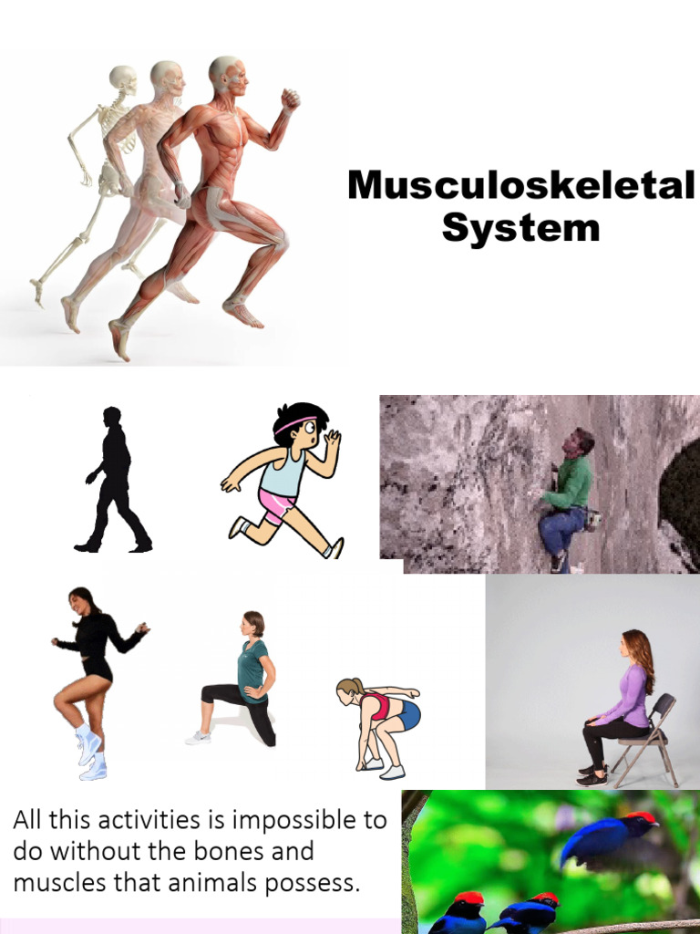 Understanding the Musculoskeletal System | PDF | Skeleton | Muscle ...