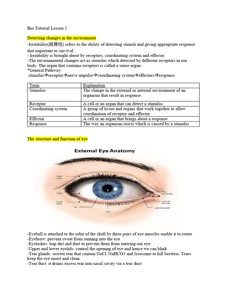 Understanding Human Eye and Nervous System | PDF | Axon | Nerve