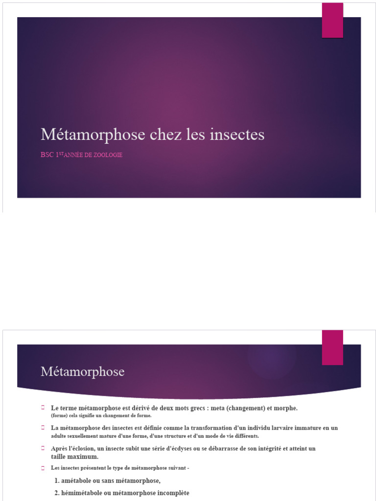 Métamorphose et comportement des insectes | PDF | Fourmi | Insectes