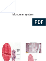 Muscular System