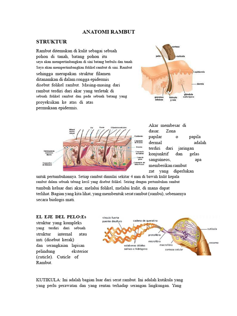 Anatomi Rambut | PDF