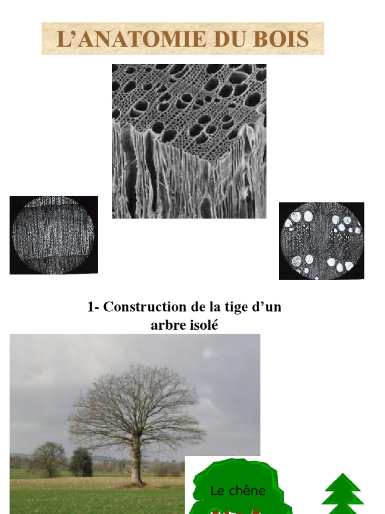 Anatomie du Bois et Ses Structures | PDF | Tige (Plante) | Bois
