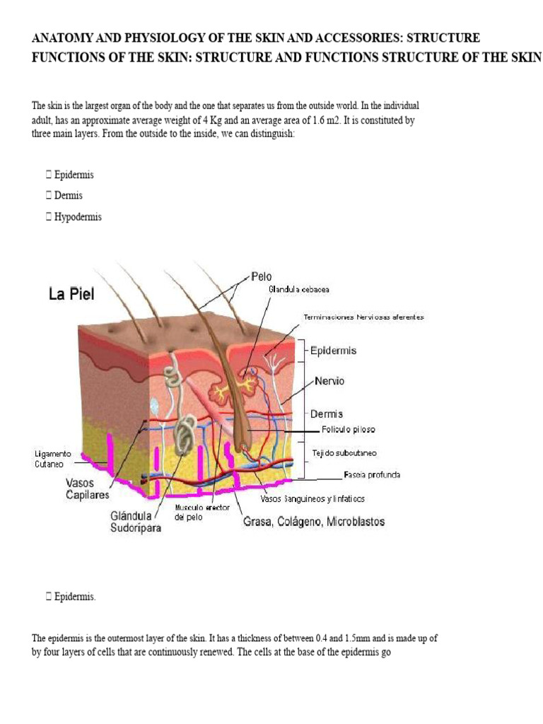 Skin Anatomy and Functions Explained | PDF | Epidermis | Skin