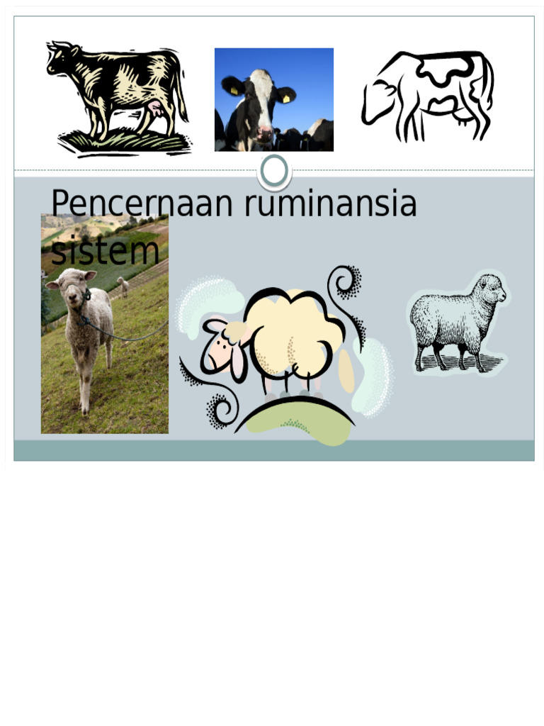 Sistem Pencernaan Hewan Ruminansia | PDF