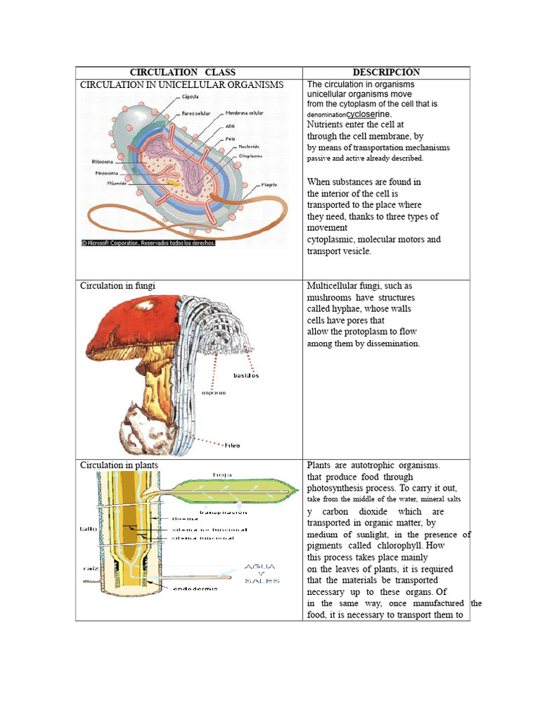 Circulation Class | PDF | Bone | Muscle
