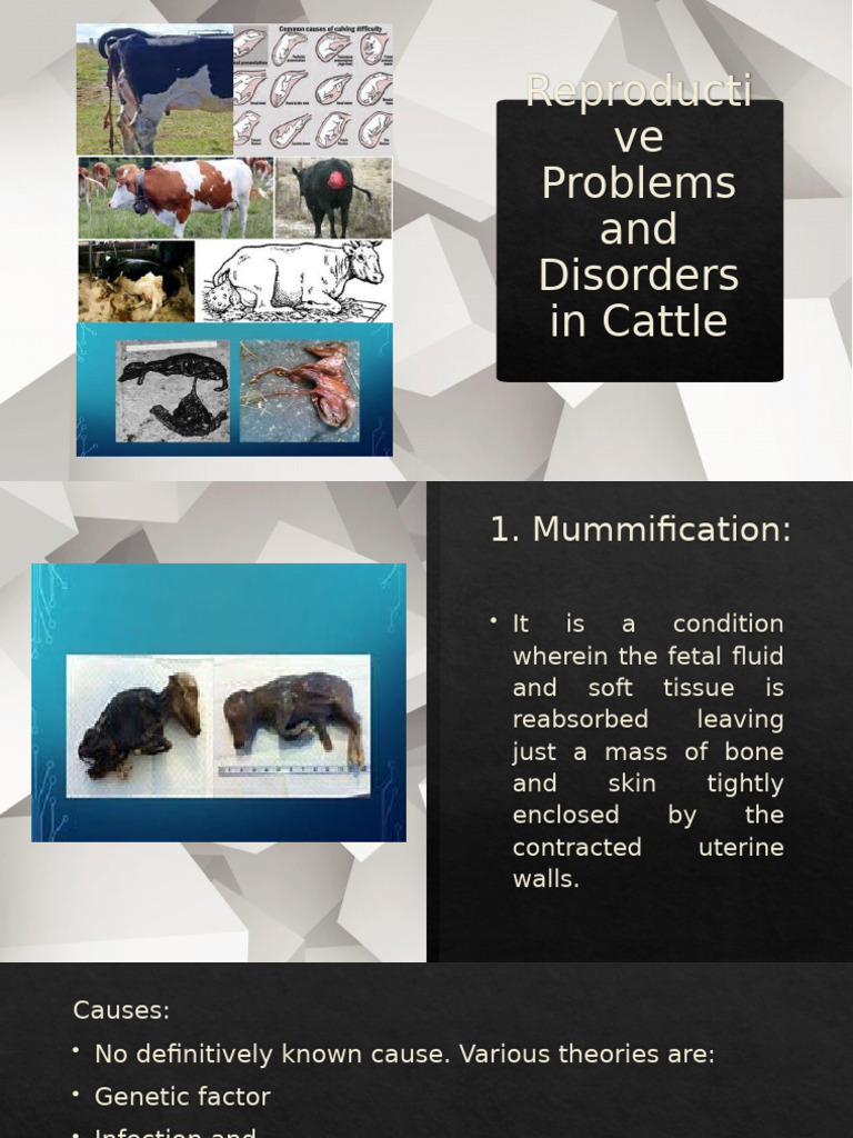 Cattle Reproductive Disorders Guide | PDF | Childbirth | Miscarriage