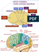 Funciones cerebrales, vías neuronales y aprendizaje