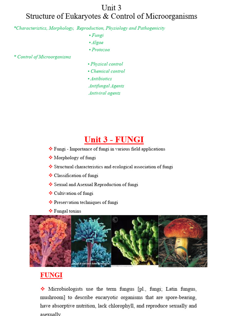 Fungi: Structure, Importance, and Control | PDF | Fungus | Penicillin