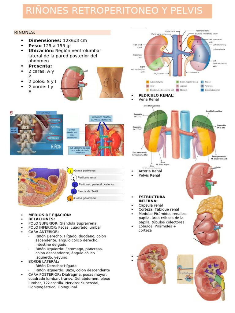 Anatomía y Función de Riñones y Vejiga | PDF | Riñón | Abdomen