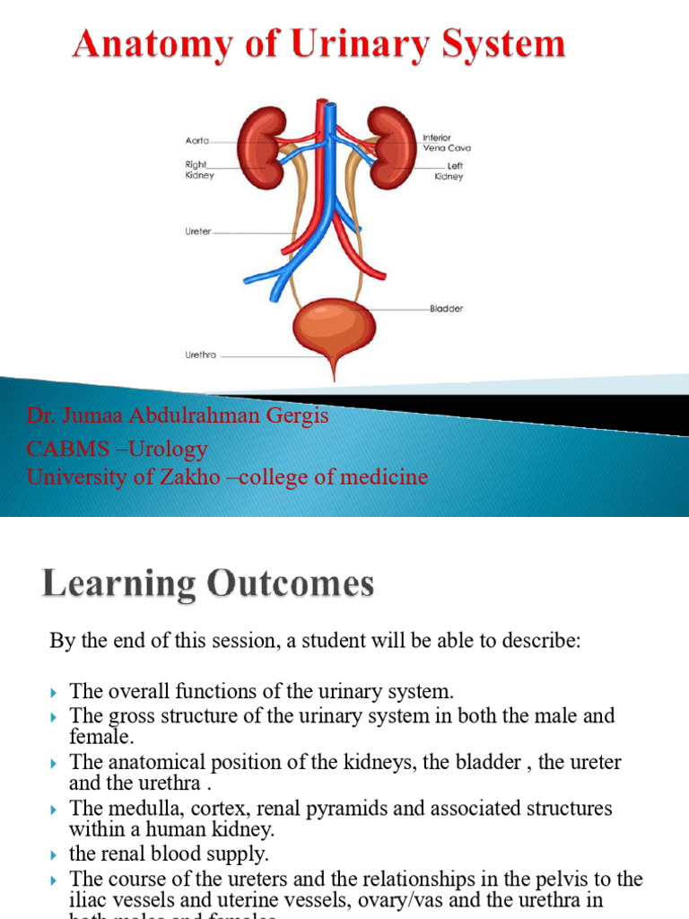 Anatomy and Function of the Urinary System | PDF | Kidney | Abdomen