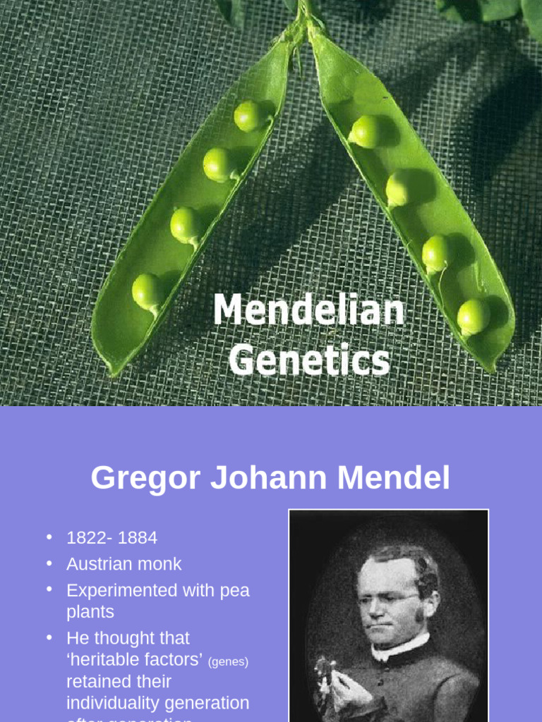 Mendels Genetics | PDF | Dominance (Genetics) | Genotype