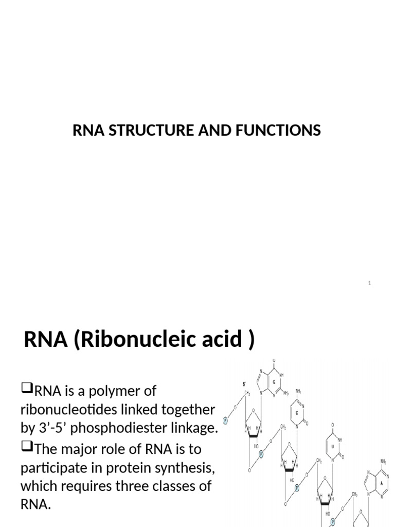 Unit1-RNA | PDF | Ribosomal Rna | Rna