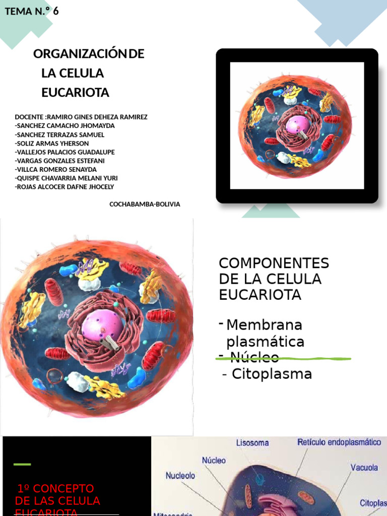 Estructura y Función de la Célula Eucariota | PDF | Biología Celular ...
