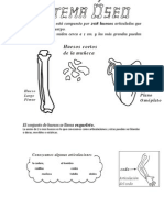 El Cuerpo Humano Está Compuesto Por 208 Huesos Articulados Que Sostienen Nuestro Cuerpo