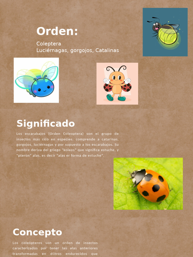 Noe Alonso Insectos | PDF | Escarabajo | Insectos