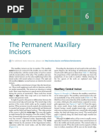 Anatomy of Maxillary Central Incisor | PDF | Dental Anatomy | Dentistry ...