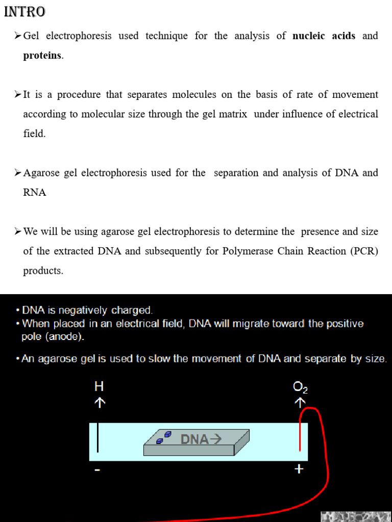 Agarose Gel Electrophoresis Guide | PDF | Agarose Gel Electrophoresis ...