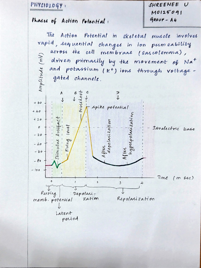 Physiology Assignment | PDF