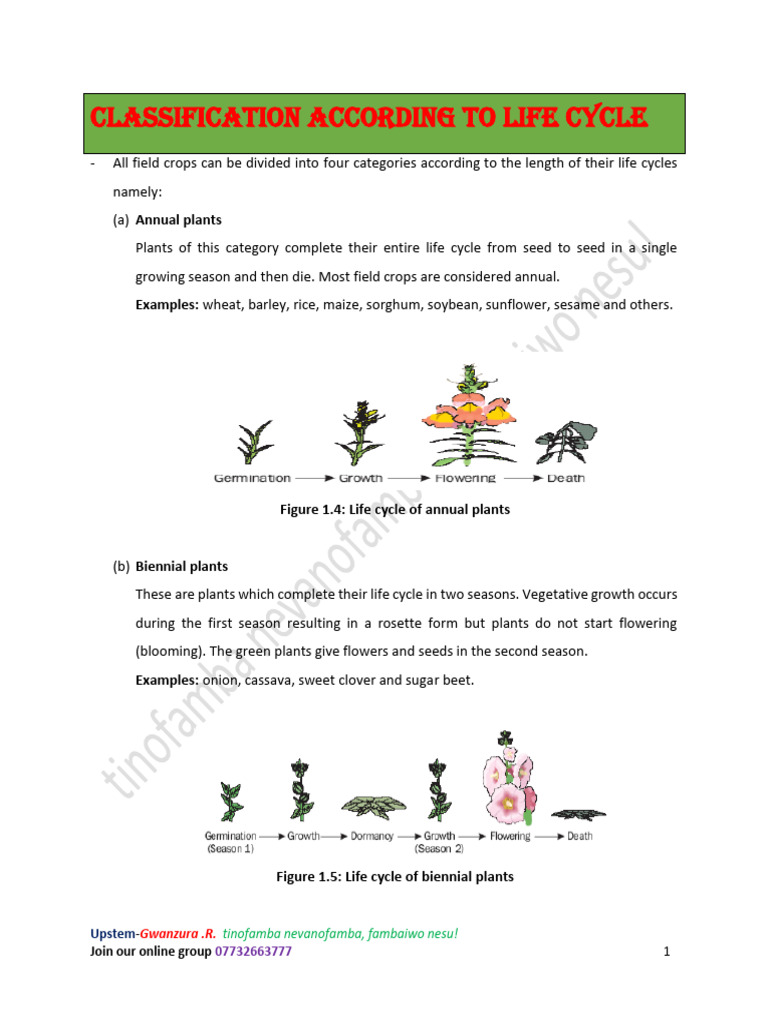 Biennial Plant Life Cycle Overview | PDF
