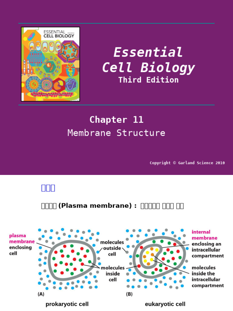 Alberts - Chapter - 11 Membrane Structure-2 | PDF