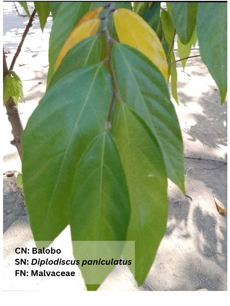 Philippine Tree Species List | PDF